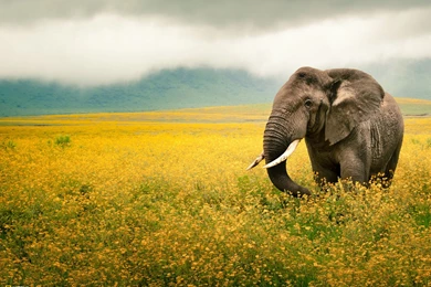 Elephant, Ngorogoro Crater, Tanzania