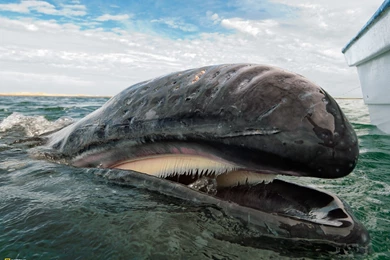 Photography   Desktop Wallpapers   National Geographic Magazine