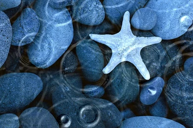 Live Desktop Wallpapers