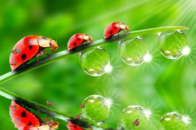 Desktop Live Wallpapers Free,desktop Wallpapers