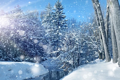 Nature Sky Trees Landscape Winter Bokeh Christmas Wallpapers ...