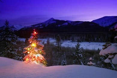 Christmas Trees Snow Landscapes Wallpapers