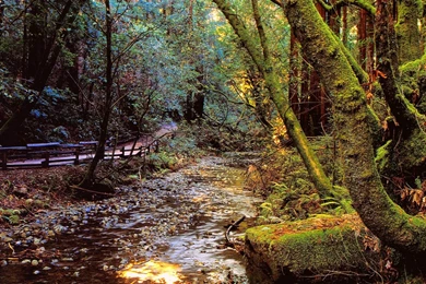 Emerald, Forest, Christmas, Wallpapers, Landscape, Nature (