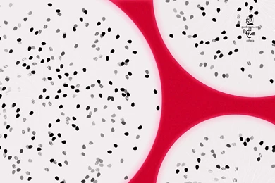 I'm In Love With This Dragonfruit Wallpaper!! : Wallpapers