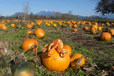 The Adventures Of The Wandering Octopus: The Wandering Octopus And ...