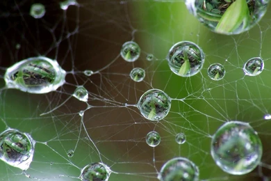 Drops And Spider Web Wallpapers, Drops And Spider Web Backgrounds ...