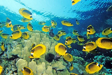 Wallpapers Under The Sea Full View And With Resolution Of ...