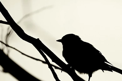 Black White Birds Silhouette Bird HD Wallpapers Wallpapers   (