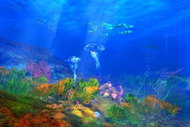 The Beauty Under The Sea On Pinterest