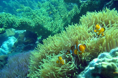 42 Under The Sea Wallpapers