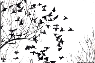 Bird Wallpapers Black And White