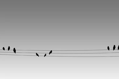 Black,white Black White Birds Eagles Feathers Eagle Eye Anger ...