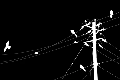 Black And White Bird Wallpapers   Widescreen HD Wallpapers