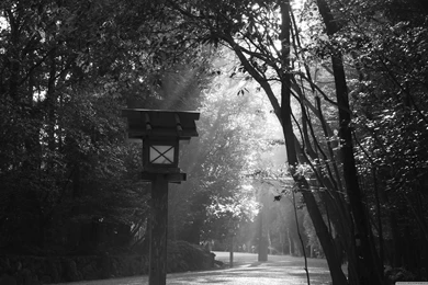 Black White Bird Feeder >> HD Wallpaper, Get It Now!