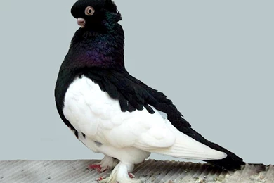 Black And White Bird Pigeon Pics Hd Wallpapers. Black And White ...