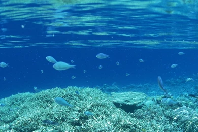 Download Wallpapers 3840x1200 Small Fishes, Under Water, Corals ...