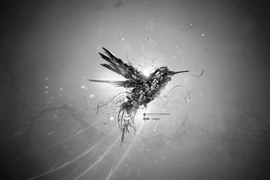 Creative & Graphics Black And White Green Bird Flight Wallpapers ...