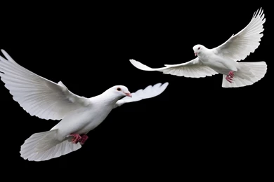 Desktop Black And White Bird Wallpapers