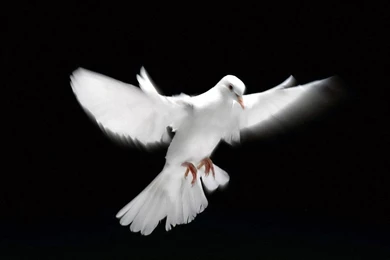 Photo White Pigeon, Best, Birds, Black, Black and white, Flight ...