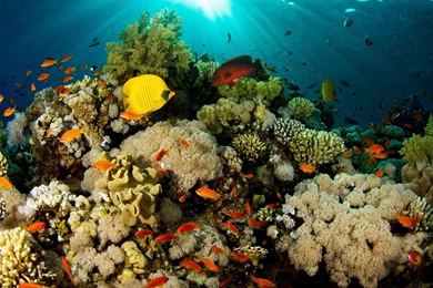 Download Under Sea Wallpapers