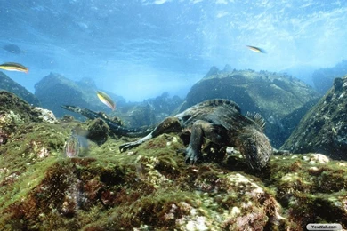 YouWall   Under The Sea Wallpapers   Wallpaper,wallpapers,free ...