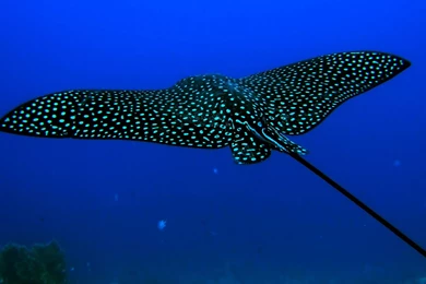 Under The Sea Wallpapers Wallpapers Picture