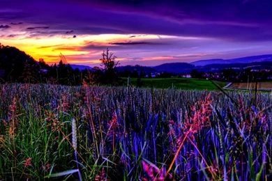 Amazing Beautiful Purple Sky – Nature Fields HD Desktop Wallpapers