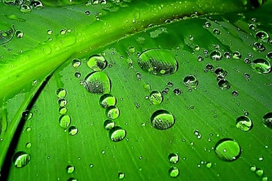 Free Wallpapers For Android Smartphones