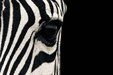 Zebra Wallpapers HD