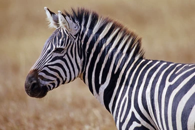 Desktop Zebra Wallpapers HD