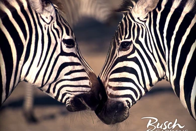 Zebra Wallpapers HD