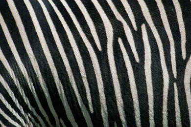 Desktop Wallpapers · Gallery · Computers · Zebra   Original Desktop ...