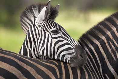 Zebra Pictures « Animal Spot