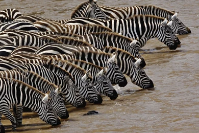 Zebra HD Wallpapers