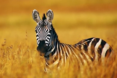 Zebra Desktop Background Images