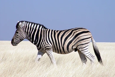 Zebra Desktop wallpapers 006