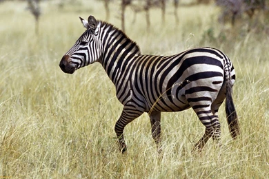 Zebra Backgrounds Free