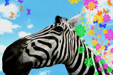 Zebra Wallpapers   Animal Wallpapers