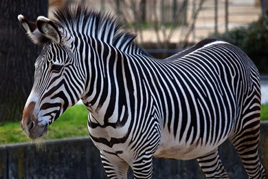 Zebra Wallpapers Pictures Ideas