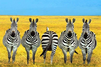 Zebra Wallpapers Hd Wallpapers ›› Page 0