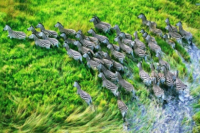 Prairie Zebra HD Desktop Wallpapers 10 － Animal Wallpapers   Free ...