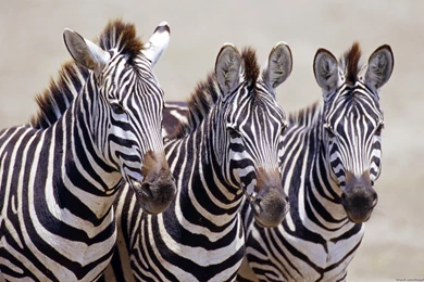 Zebra Computer Wallpapers, Desktop Backgrounds