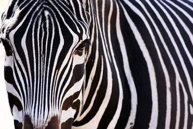 Zebra Desktop Backgrounds   Wallpapers Cave