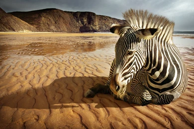 Zebra Computer Wallpapers, Desktop Backgrounds