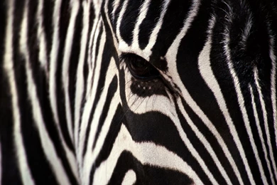 HD Best Zebra Skin Black And White Stripe Wallpapers 1080p Full ...