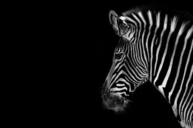 Desktop Hd Pink Black Zebra Wallpapers 3d Hd Pictures.