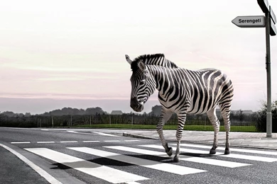 Download Wallpapers Zebra Crossing Pedestrian Crossing (1920 X 1080 ...