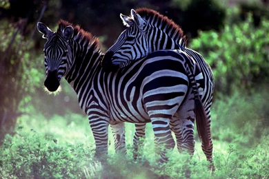 Zebra Couple Desktop Backgrounds HD 2295x1536
