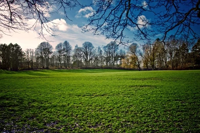 Spring Field   1920 X 1200 Widescreen Wallpapers