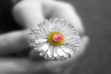 Beautiful White Flower In Hand Wallpapers